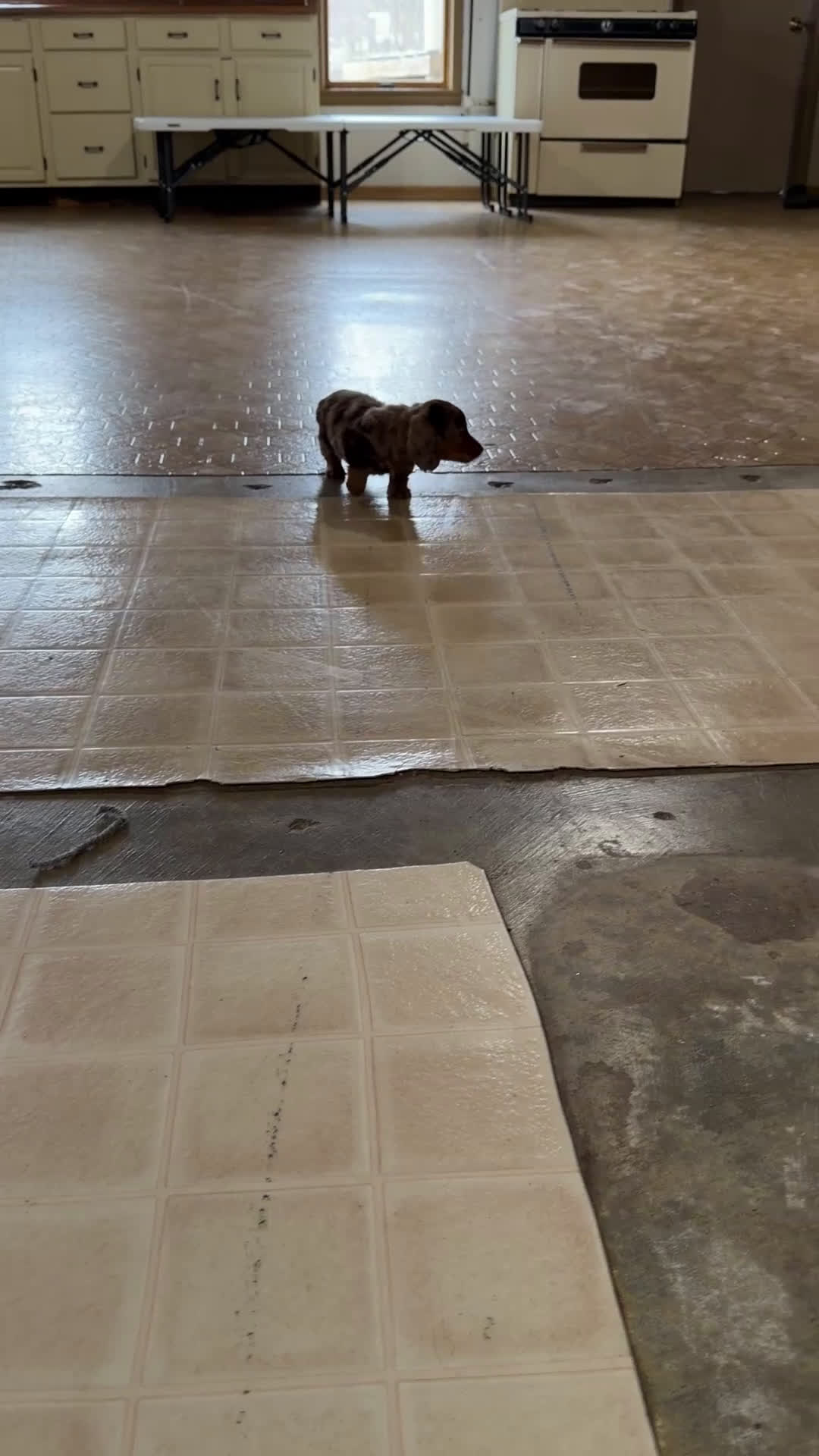 Miniature Dachshund dogs for sale: Skye - Video 3