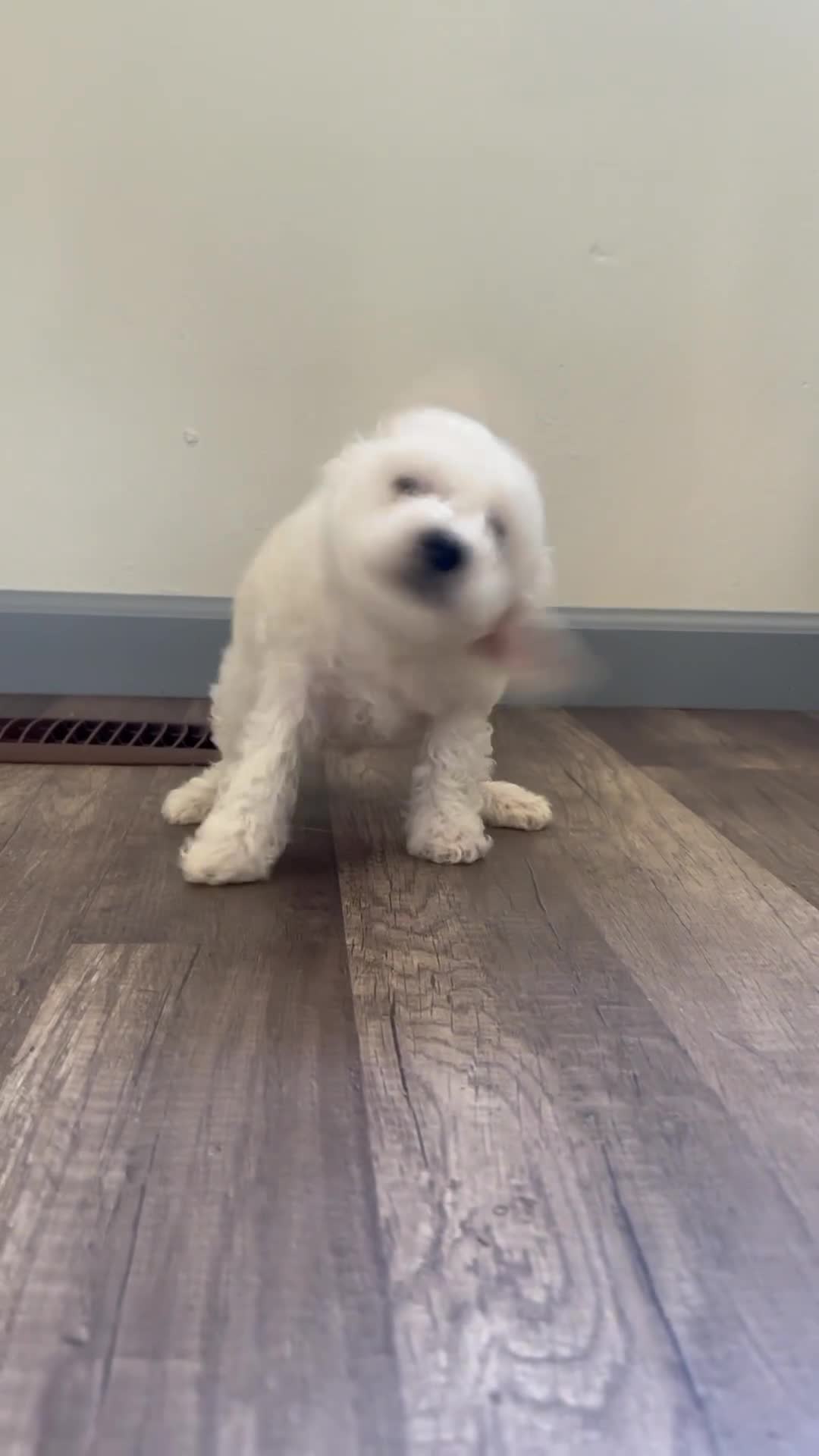 Mixed Breed dogs for sale: Mixed Breed 2 - Video 1