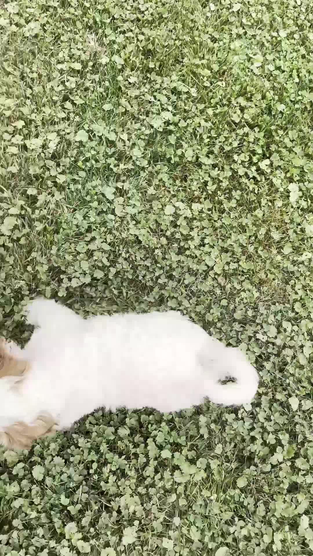 Cavapoo dogs for sale: Brody - Video 1