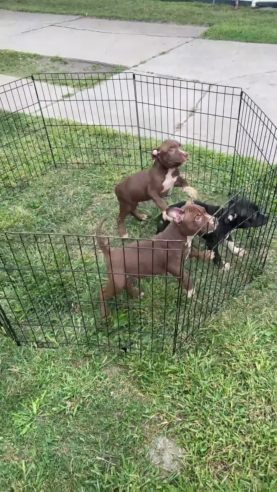 American Bully dogs for sale: American Bully 4 - Video 1