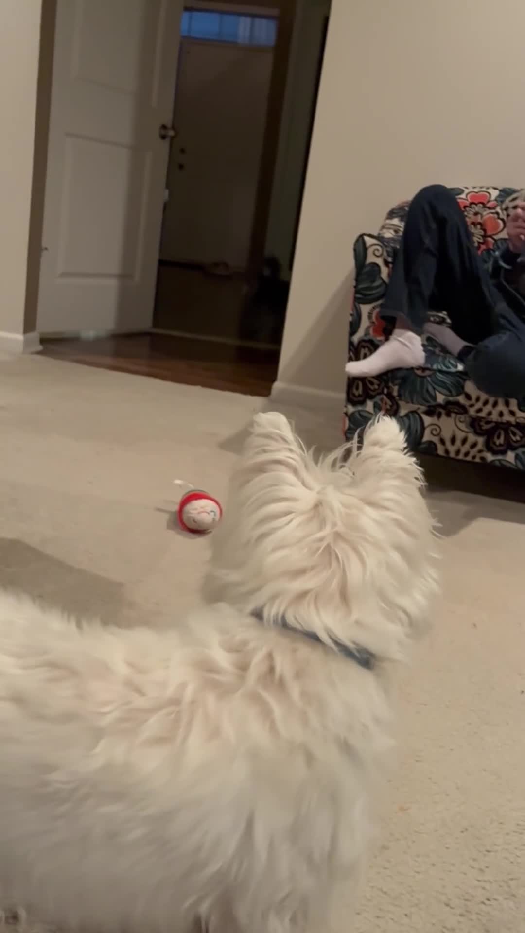 Yorkiepoo dogs for sale: Spice - Video 1