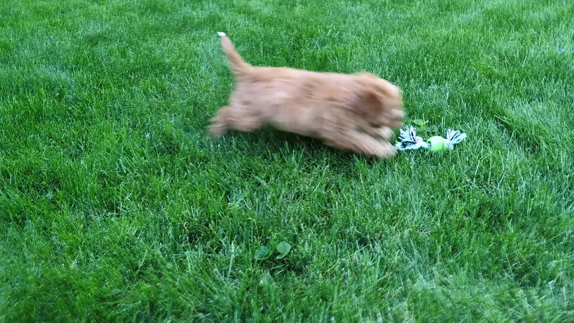 Cavapoo dogs for sale: Paisley  - Video 1