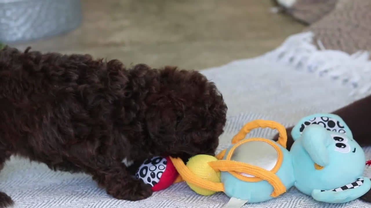 Miniature Poodle dogs for sale: Lila - Video 3