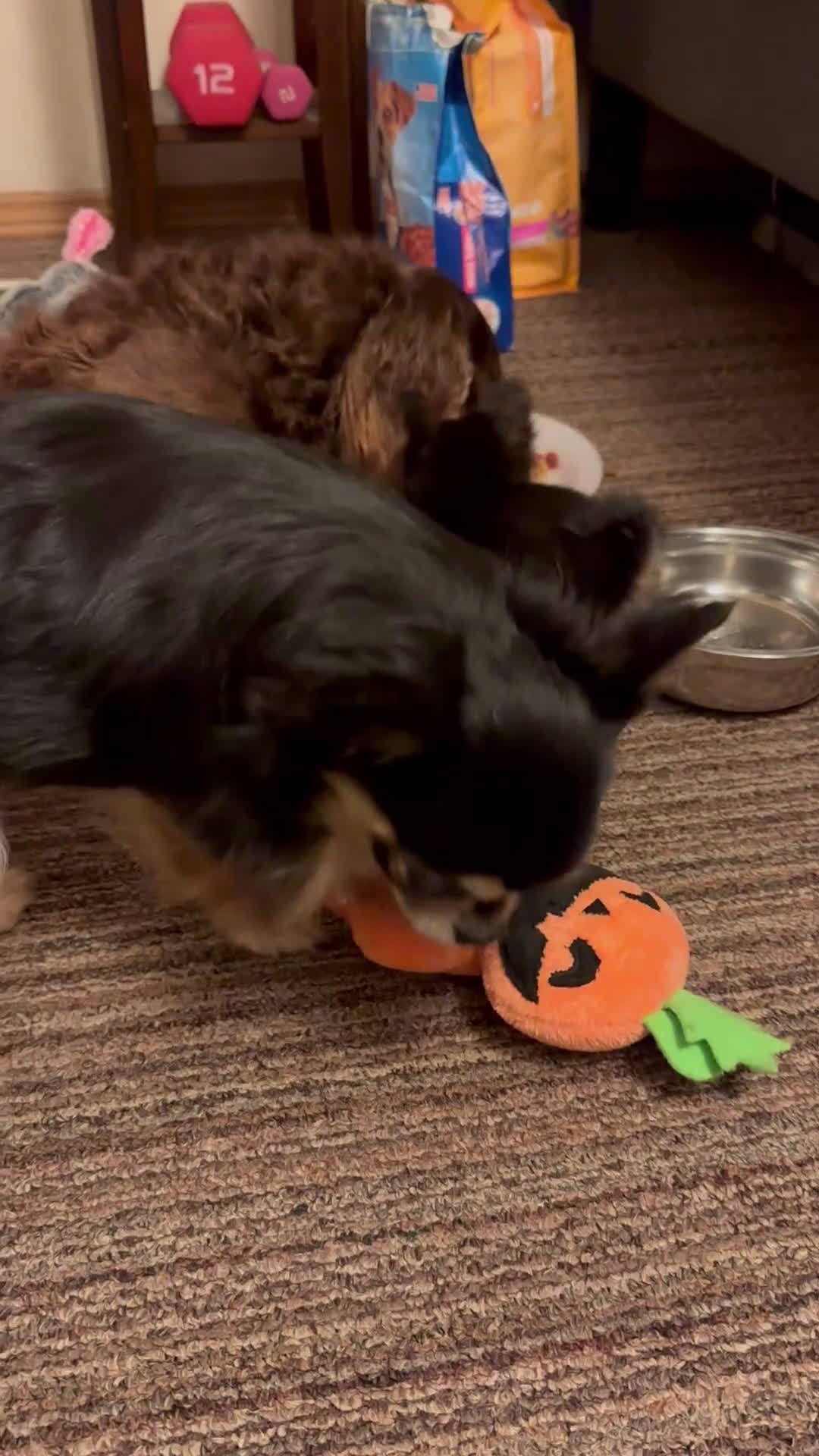 Chihuahua dogs for sale: Chihuahua Puppy 3 - Video 1