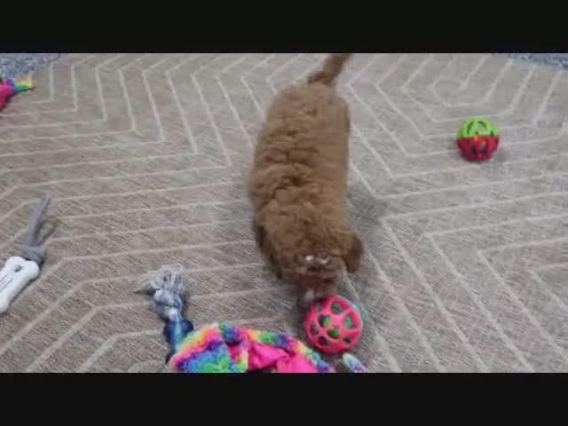 Mini Goldendoodle dogs for sale: Angel - Video 1