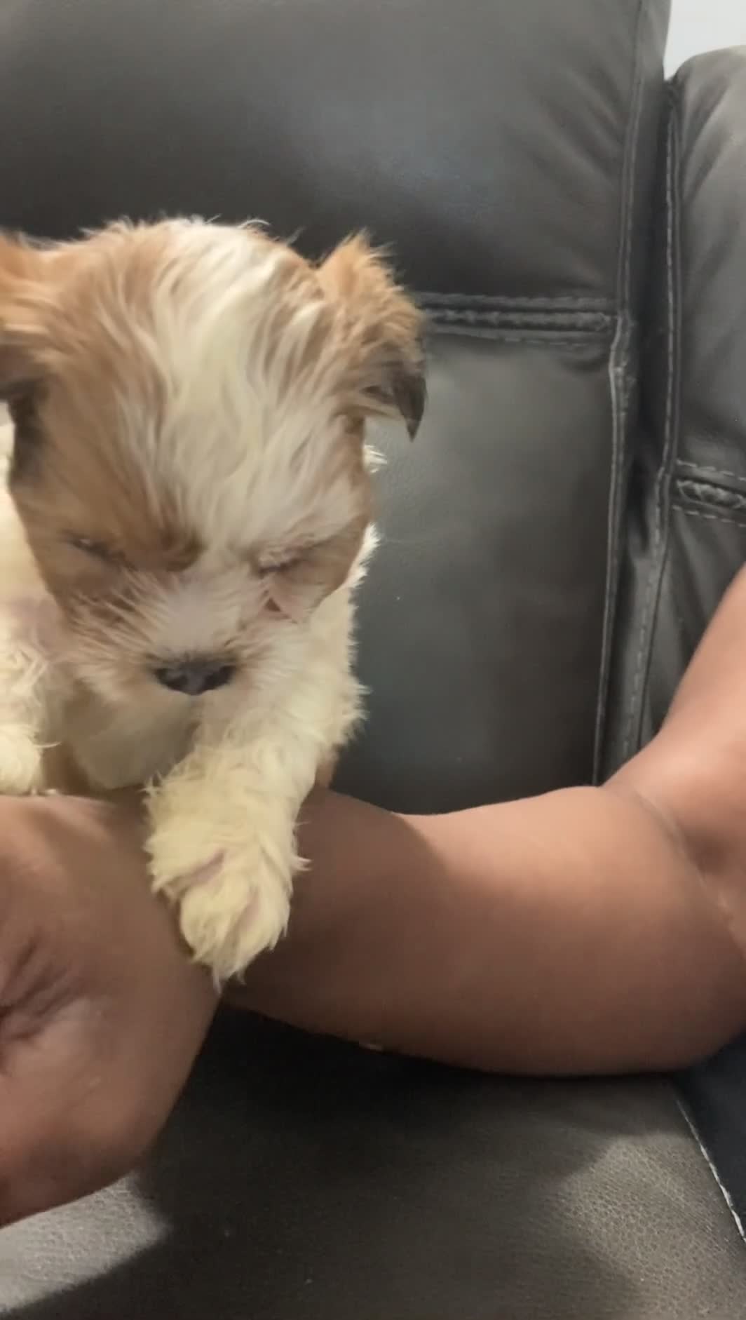 Mixed Breed dogs for sale: Unique - Video 4