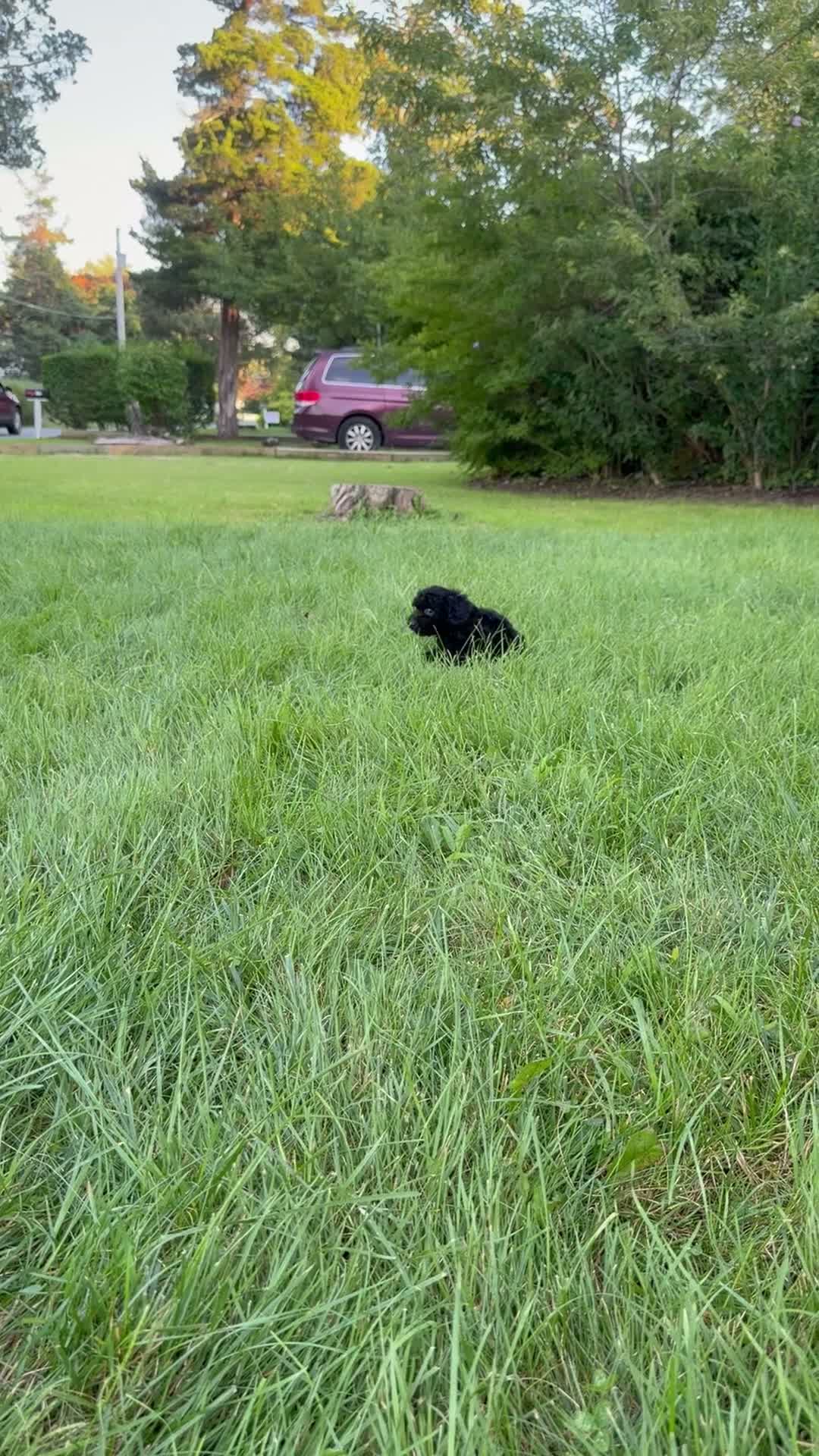 Cockapoo dogs for sale: Nora - Video 1