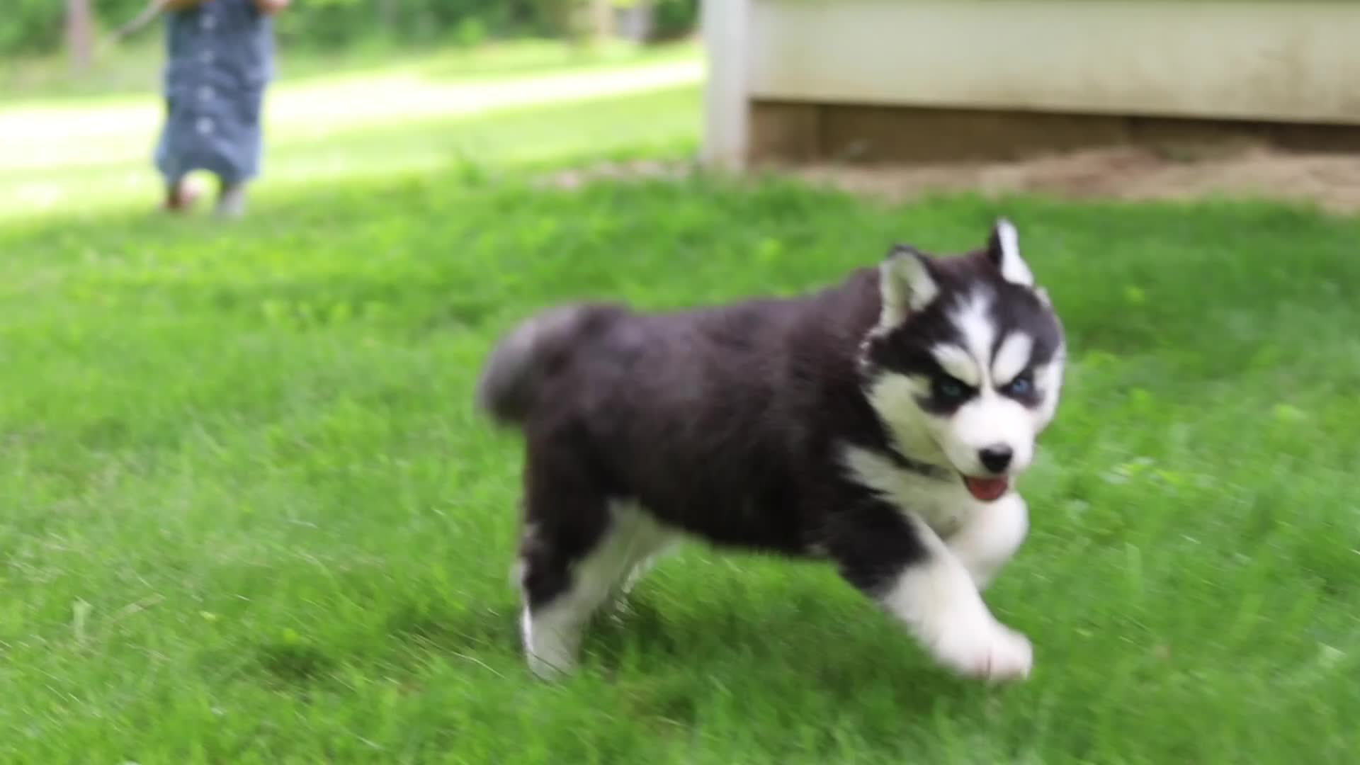 Siberian Husky dogs for sale: Bridget - Video 1