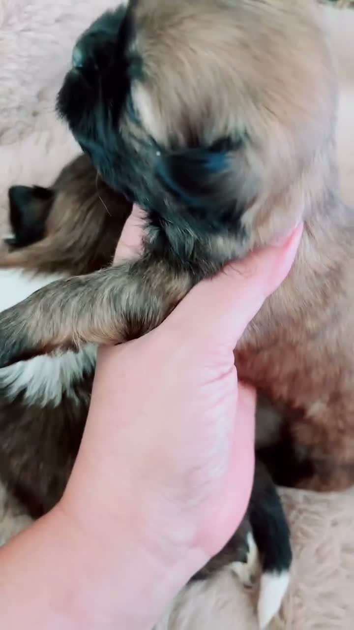 Shih Tzu dogs for sale: Gizmo - Video 1