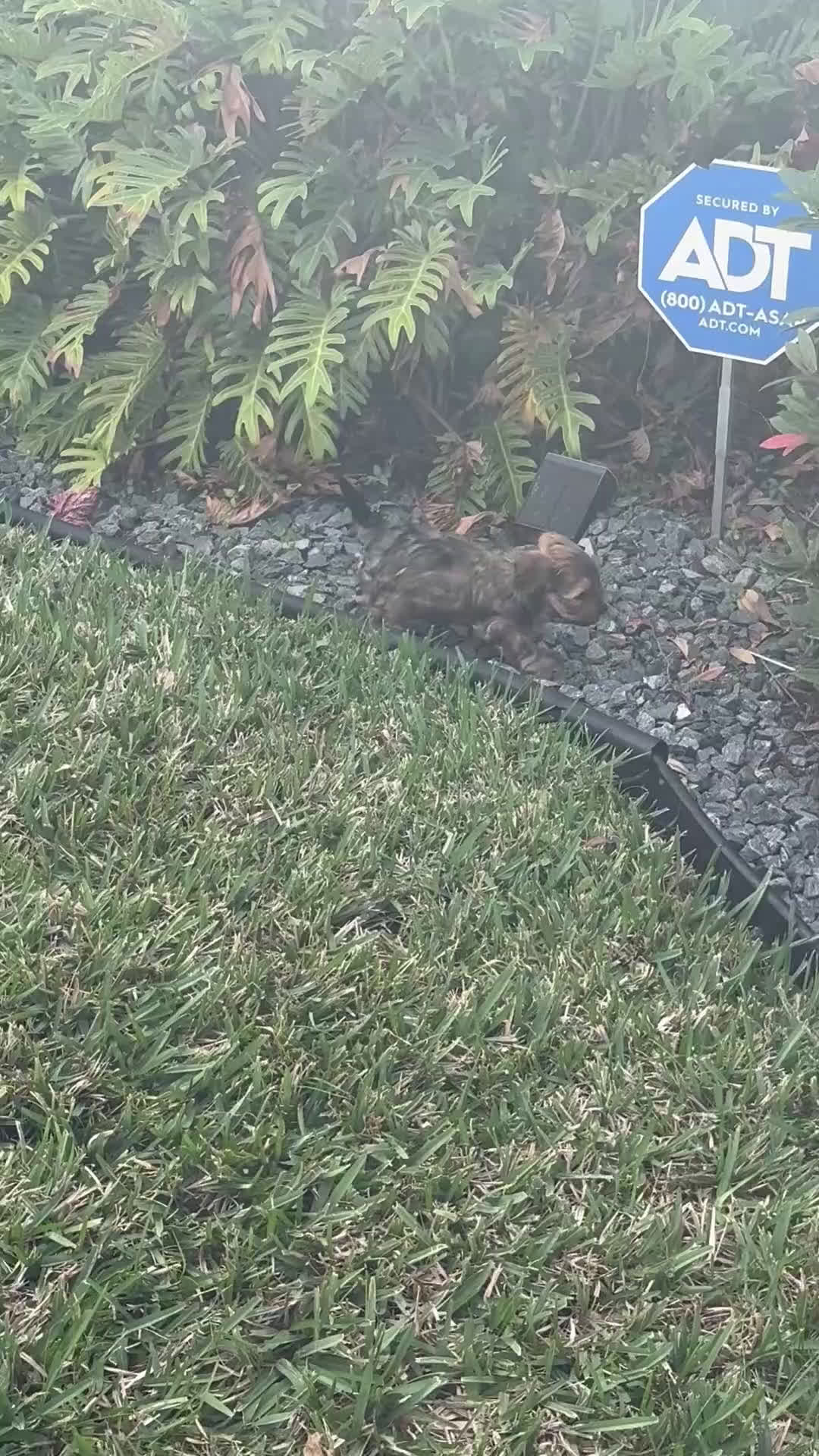 Yorkiepoo dogs for sale: Oreo - Video 1