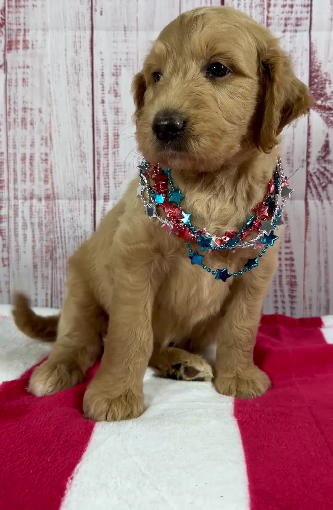Goldendoodle dogs for sale: Skye - Video 1