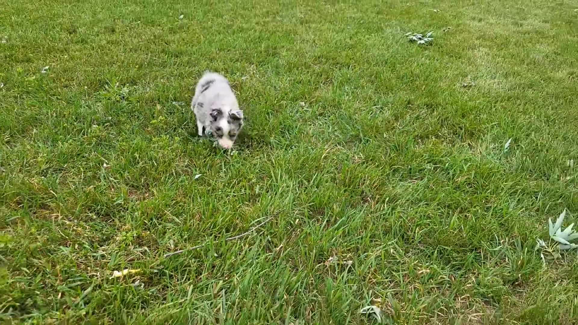 Miniature Australian Shepherd dogs for sale: Miniature Australian Shepherd 2 - Video 1