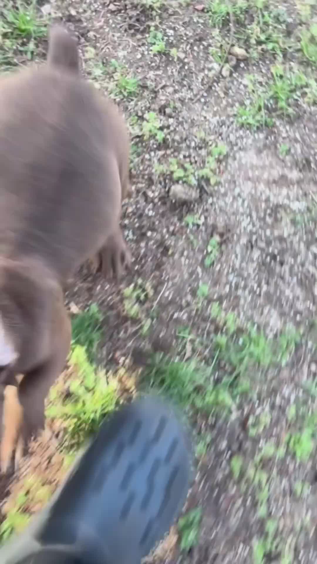 American Bully dogs for sale: American Bully Puppy 1 - Video 1