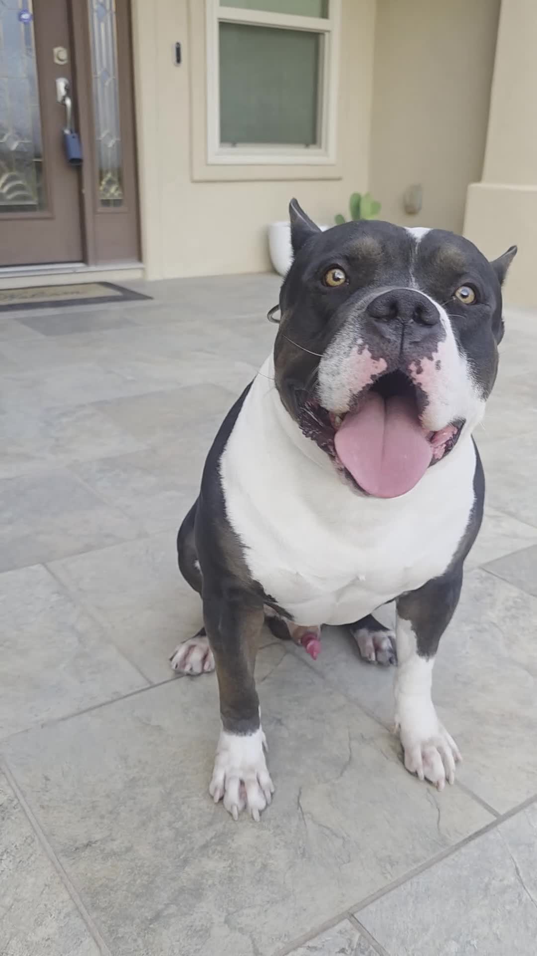 American Bully dogs for sale: American Bully Male - Video 1