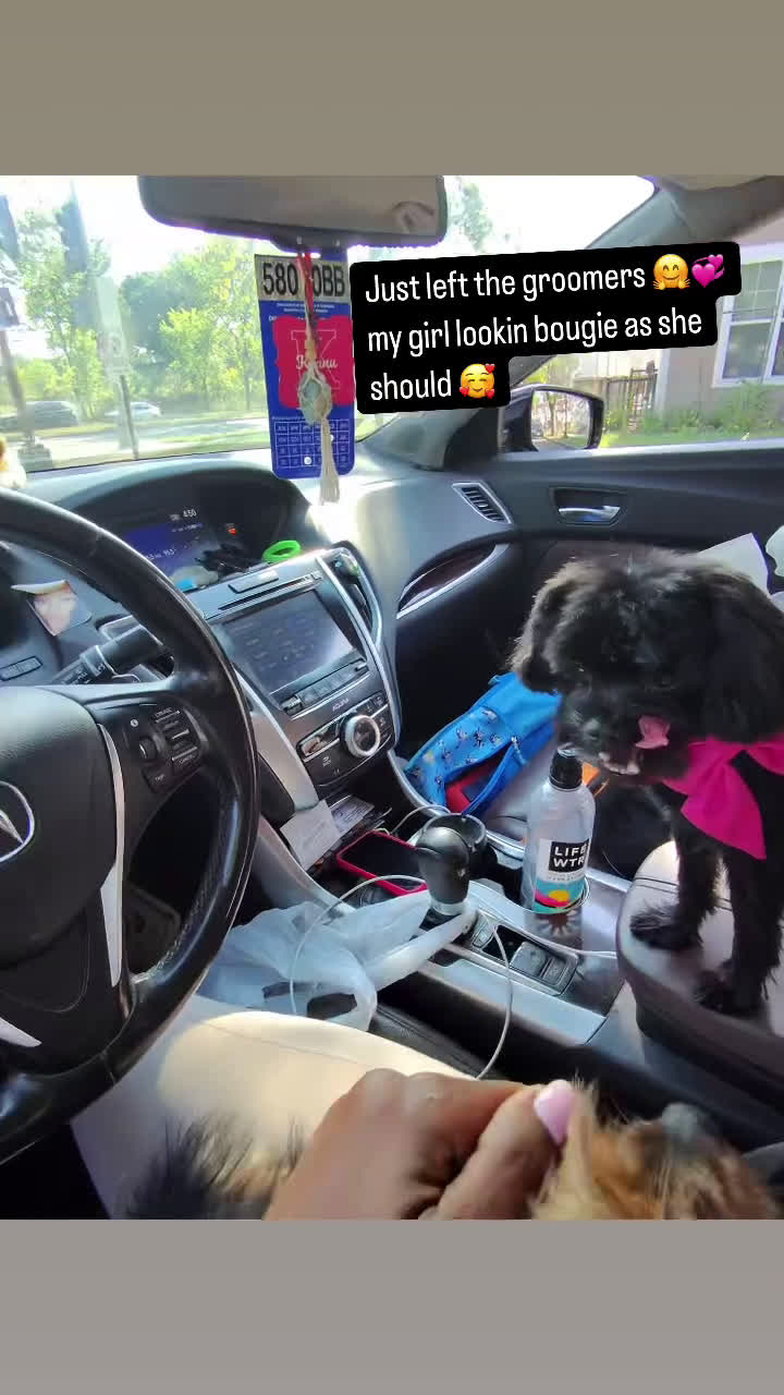 Yorkiepoo dogs for sale: Tulip 🌷  - Video 2