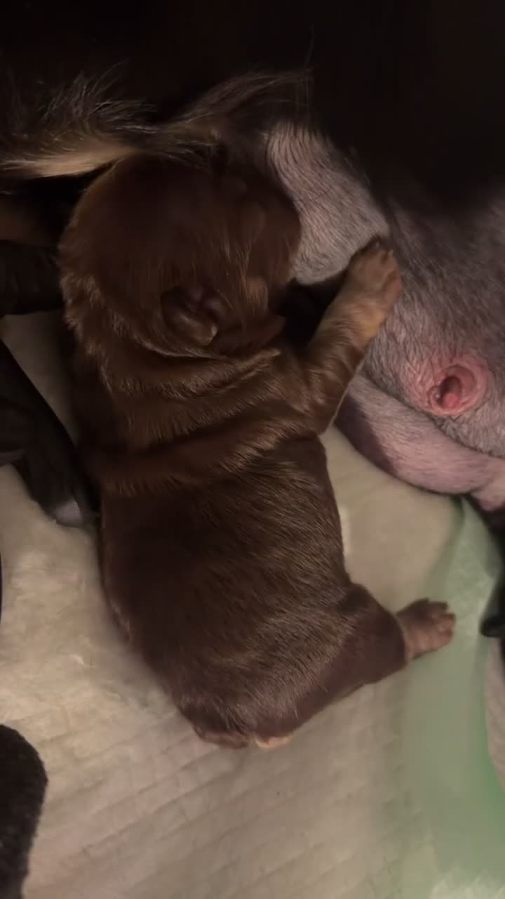 French Bulldog dogs for sale: RedSport - Video 1