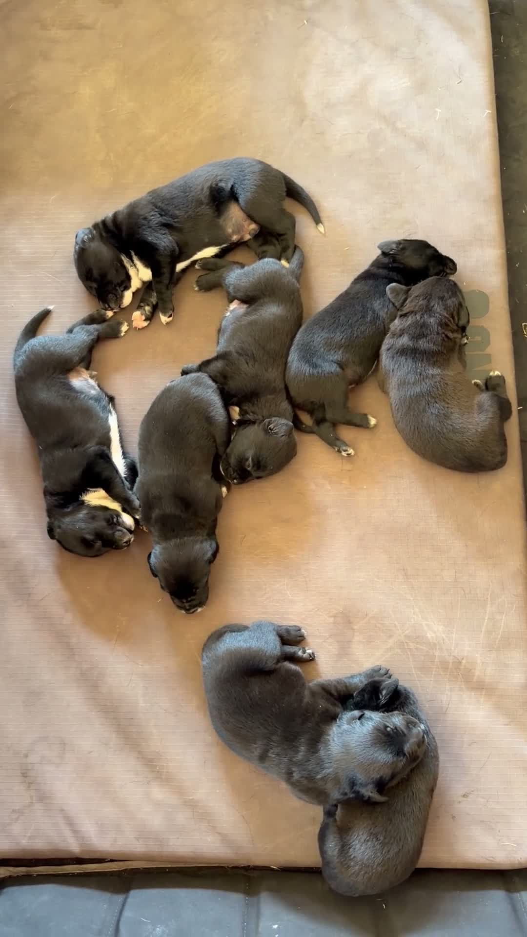 Mixed Breed dogs for sale: Mixed Breed 8 - Video 1
