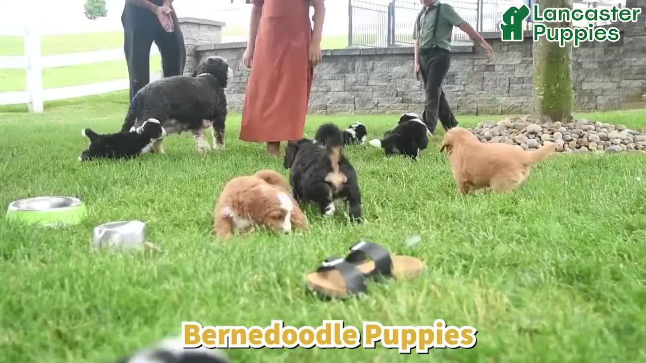 Bernedoodle dogs for sale: Sara  - Video 1