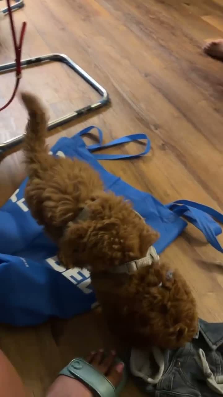 Cockapoo dogs for sale: Cockapoo 1 - Video 2
