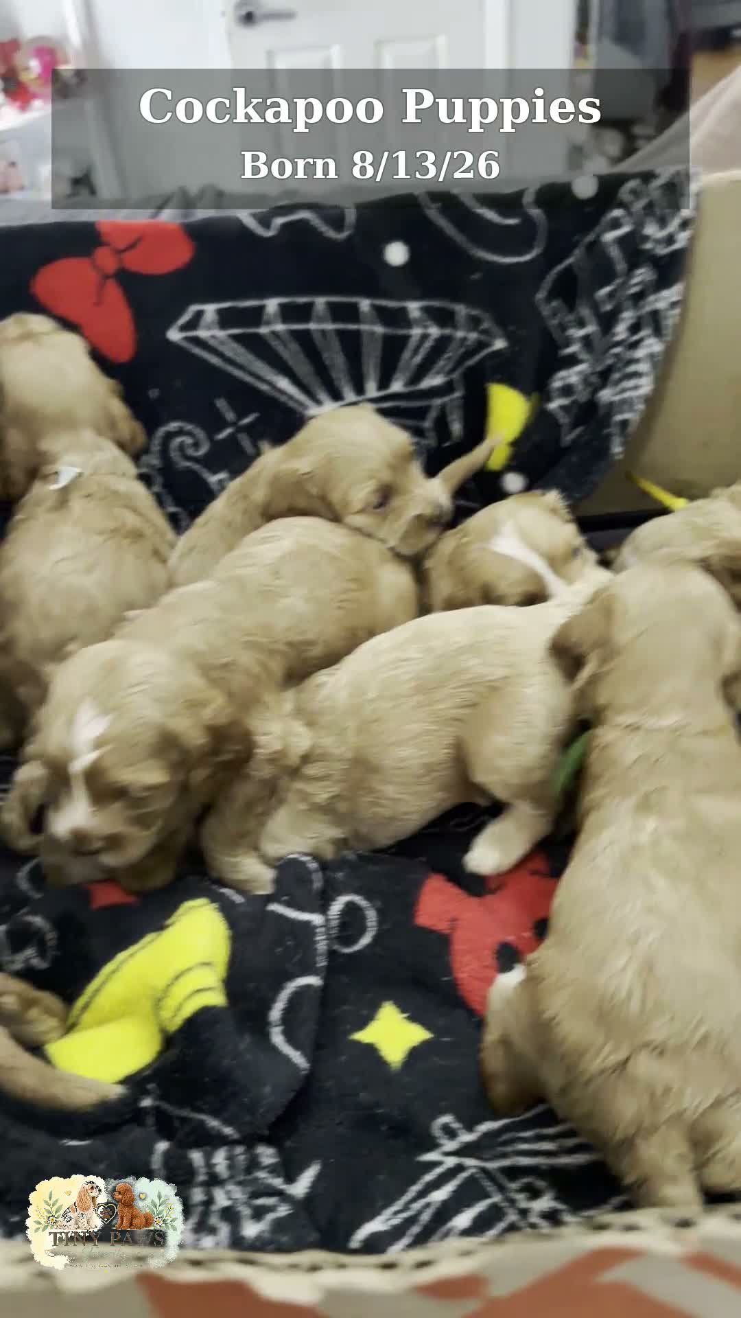 Cockapoo dogs for sale: Brown Collar - Video 1