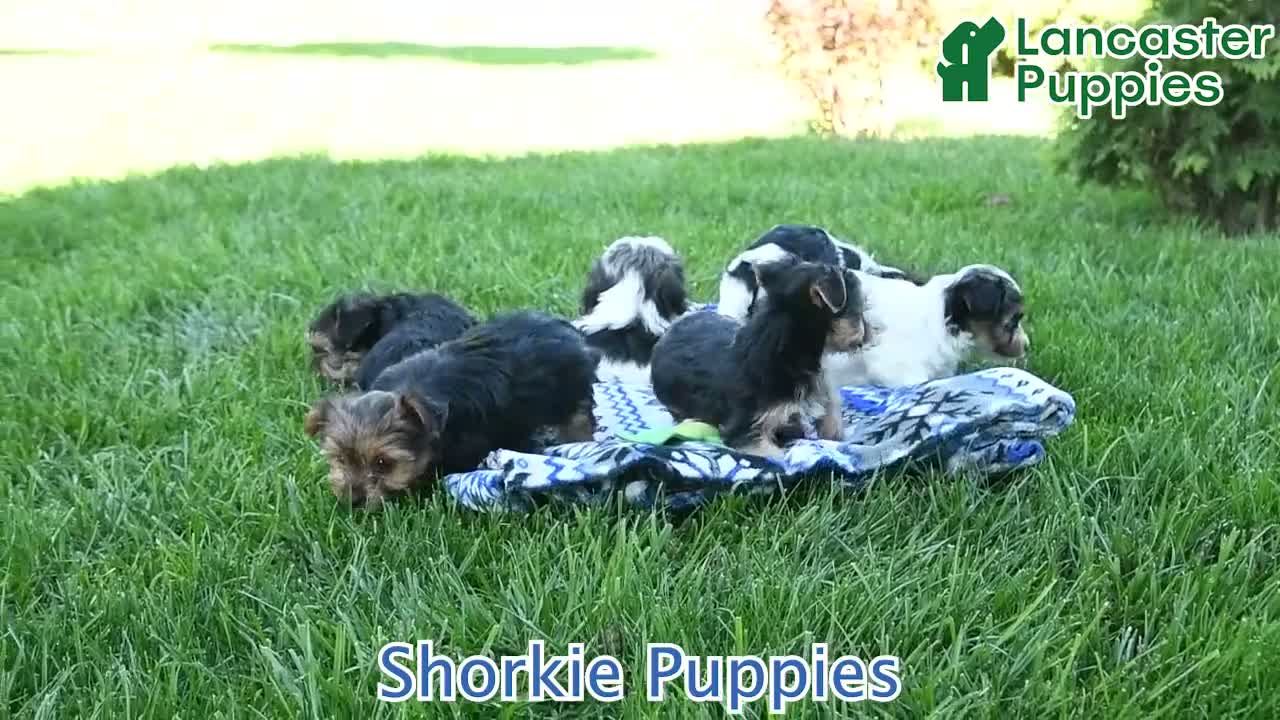 Shorkie dogs for sale: Pickles - Video 1