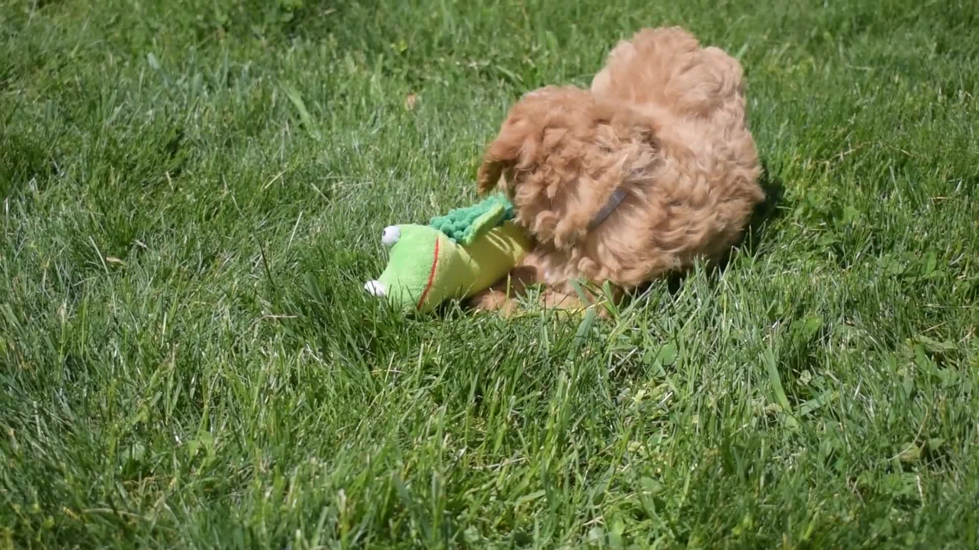 Bichpoo dogs for sale: Kevin 🐶✨ - Video 1