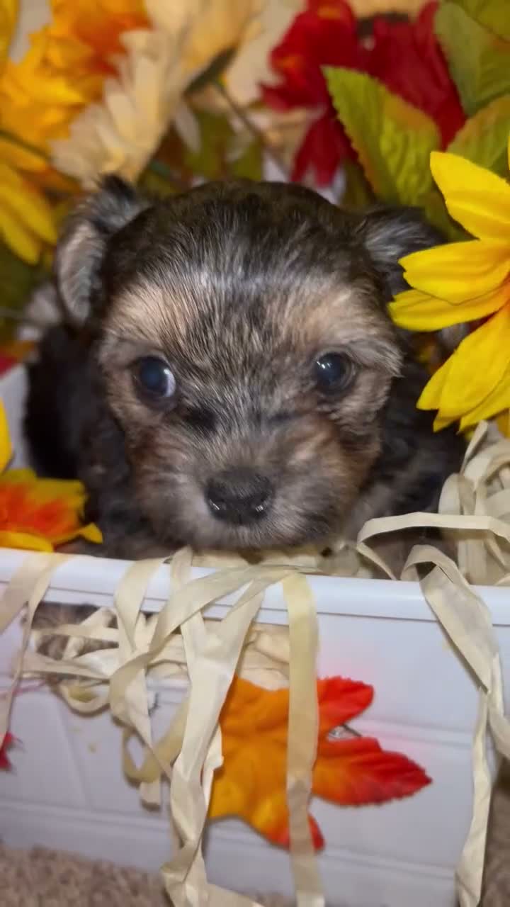 Shorkie dogs for sale: Honesty - Video 1