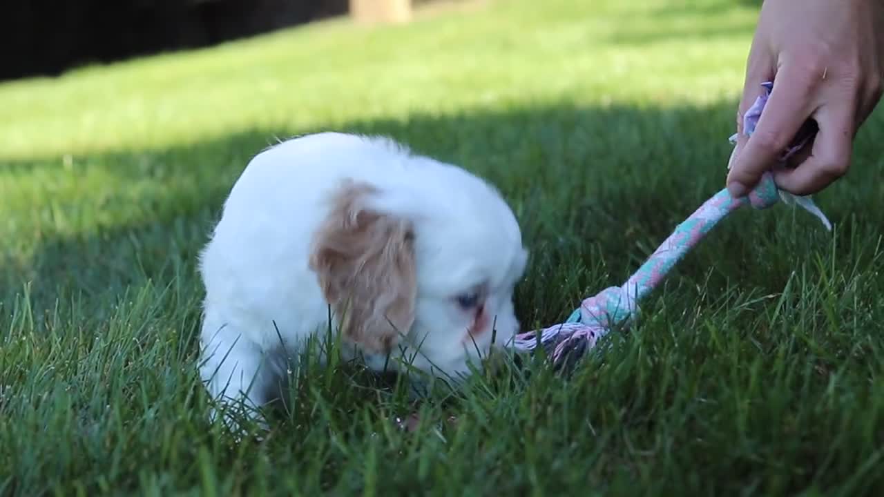 Cavapoo dogs for sale: Ingrid - Video 5