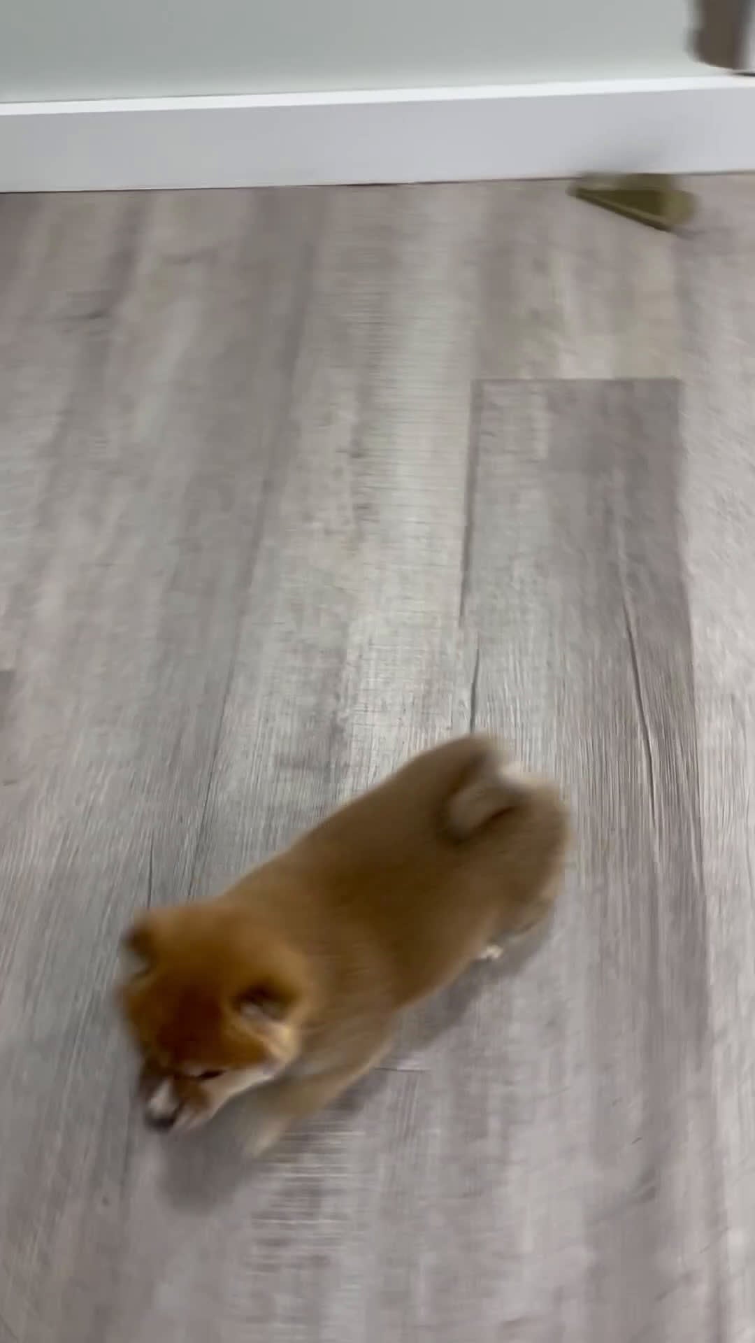 Shiba Inu dogs for sale: Lucky - Video 1