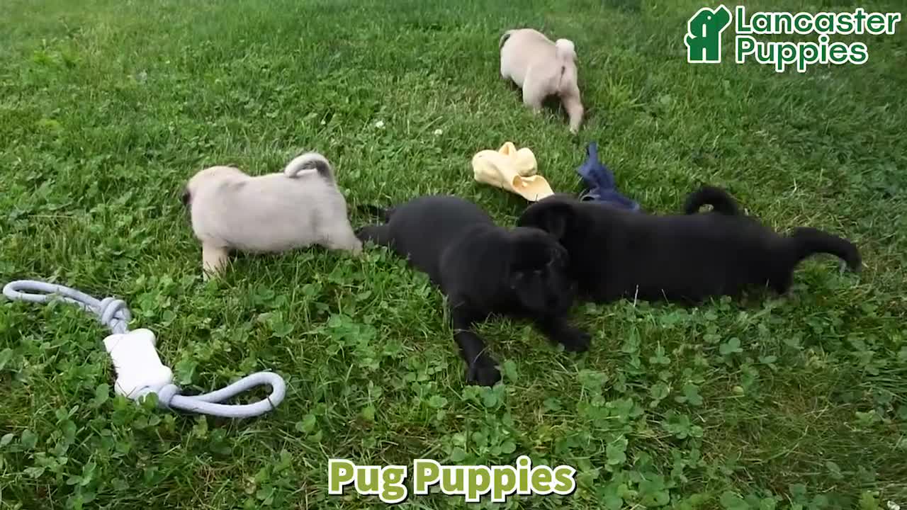 Pug dogs for sale: Kash - Video 1