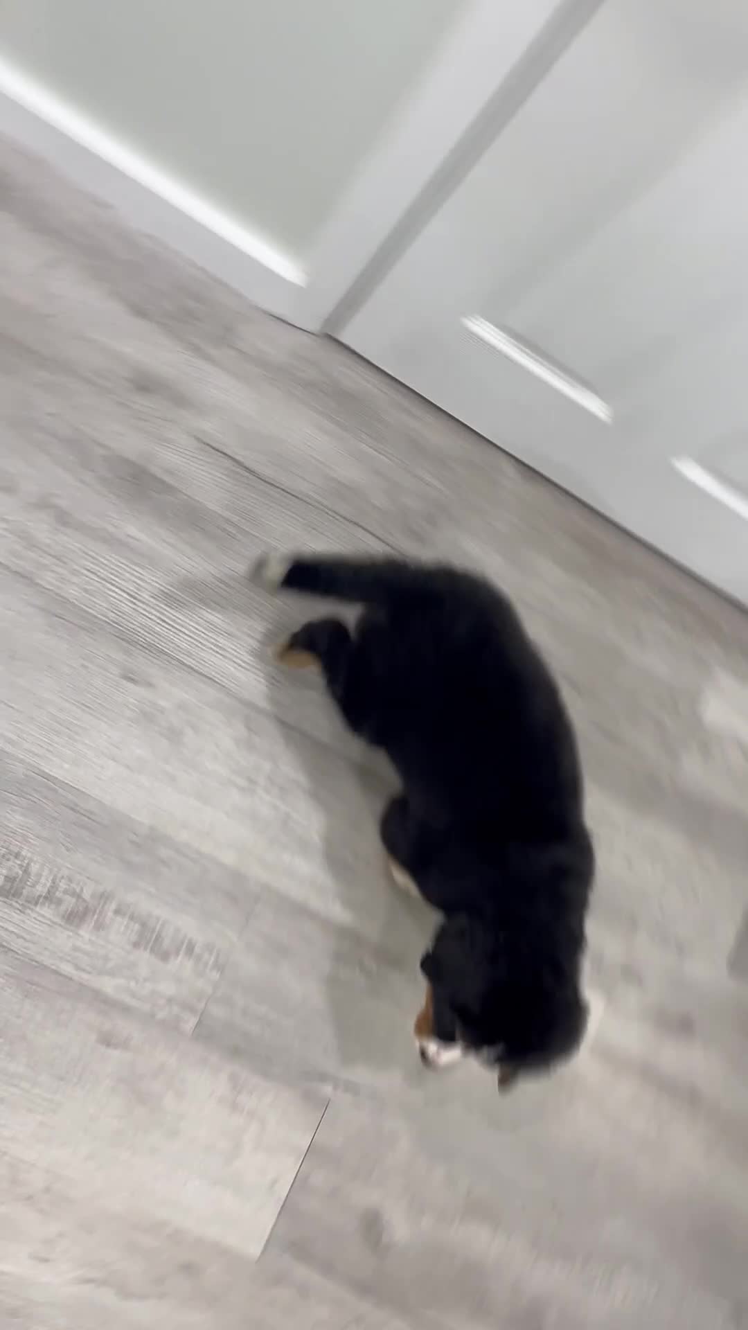 Bernese Mountain Dog dogs for sale: Amber - Video 1