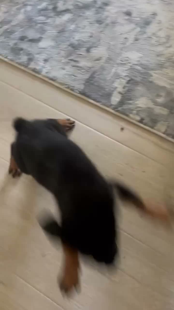 Mixed Breed dogs for sale: Boy 1 (no tail) Karma - Video 1