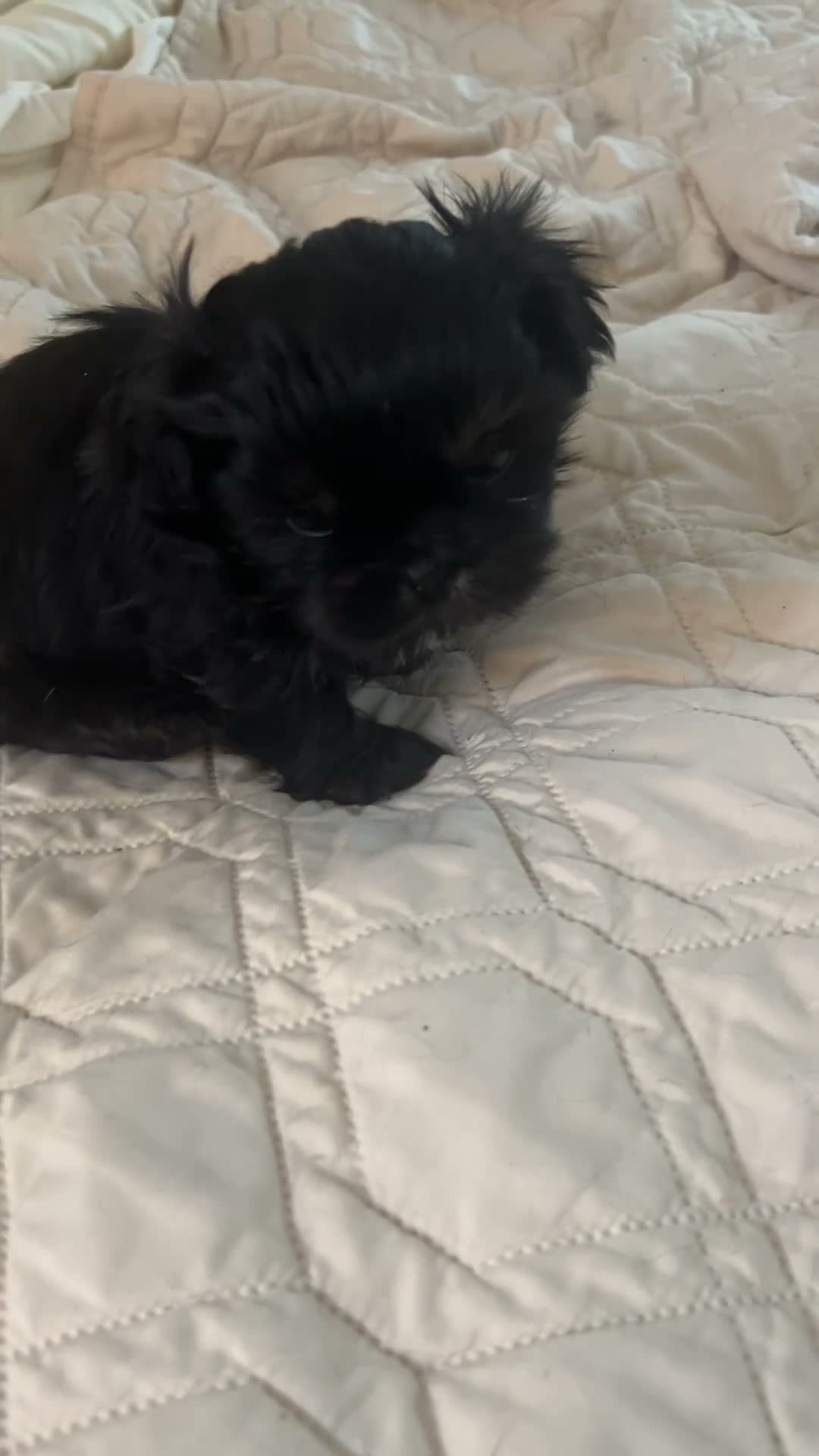 Shih Tzu dogs for sale: Reba - Video 5