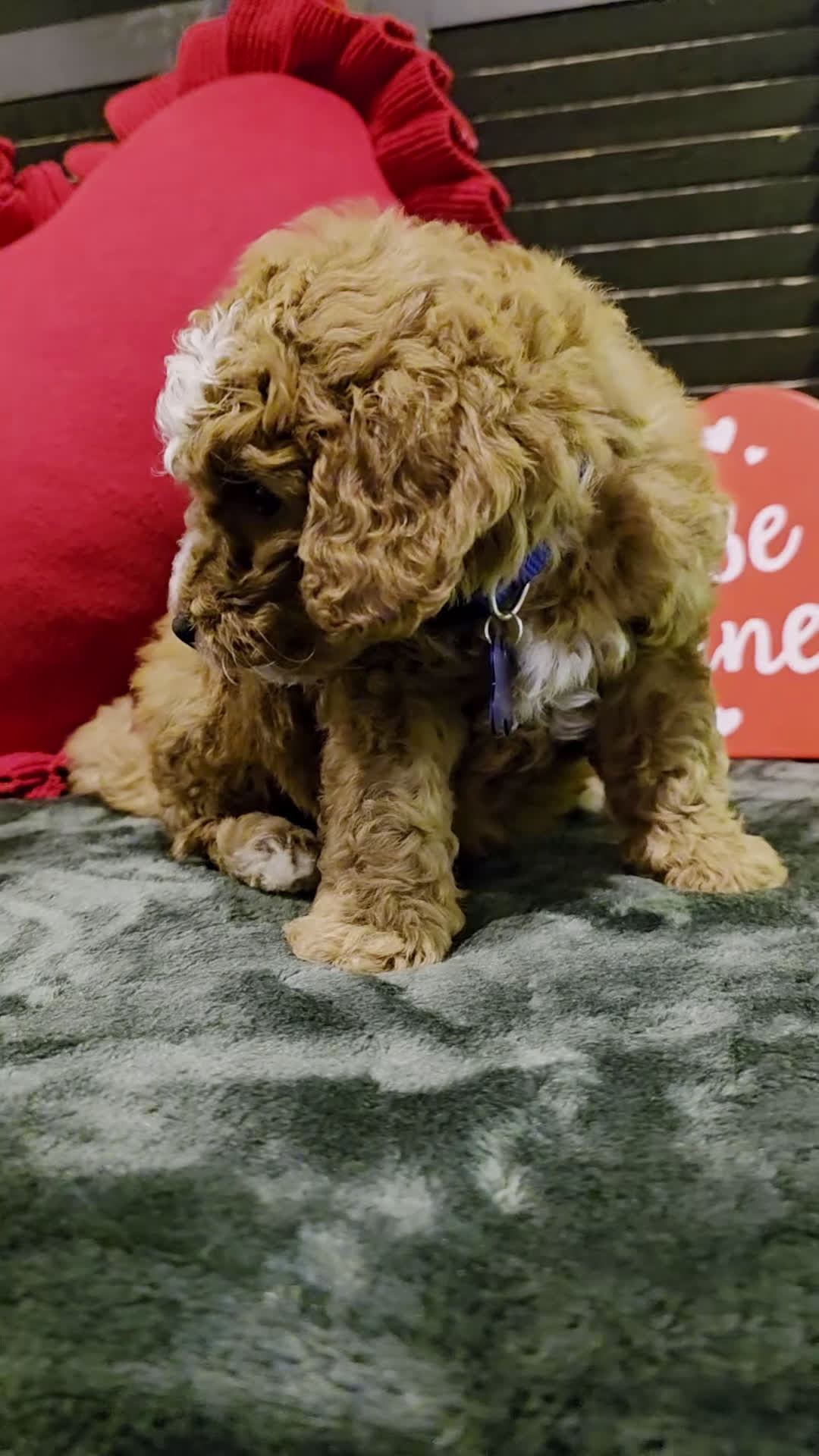 Mini Bernedoodle dogs for sale: Bluey  - Video 1