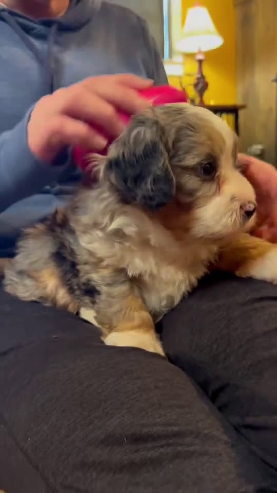 Mini Bernedoodle dogs for sale: Pudding Pop *Turf Trained* - Video 5