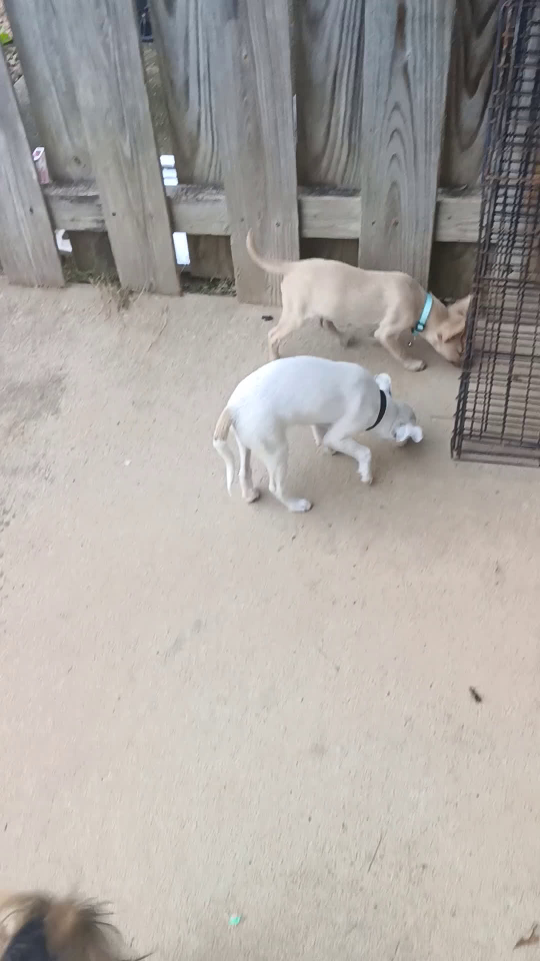 Yorkshire Terrier dogs for sale: Yorkshire Terrier Puppy 2 - Video 1