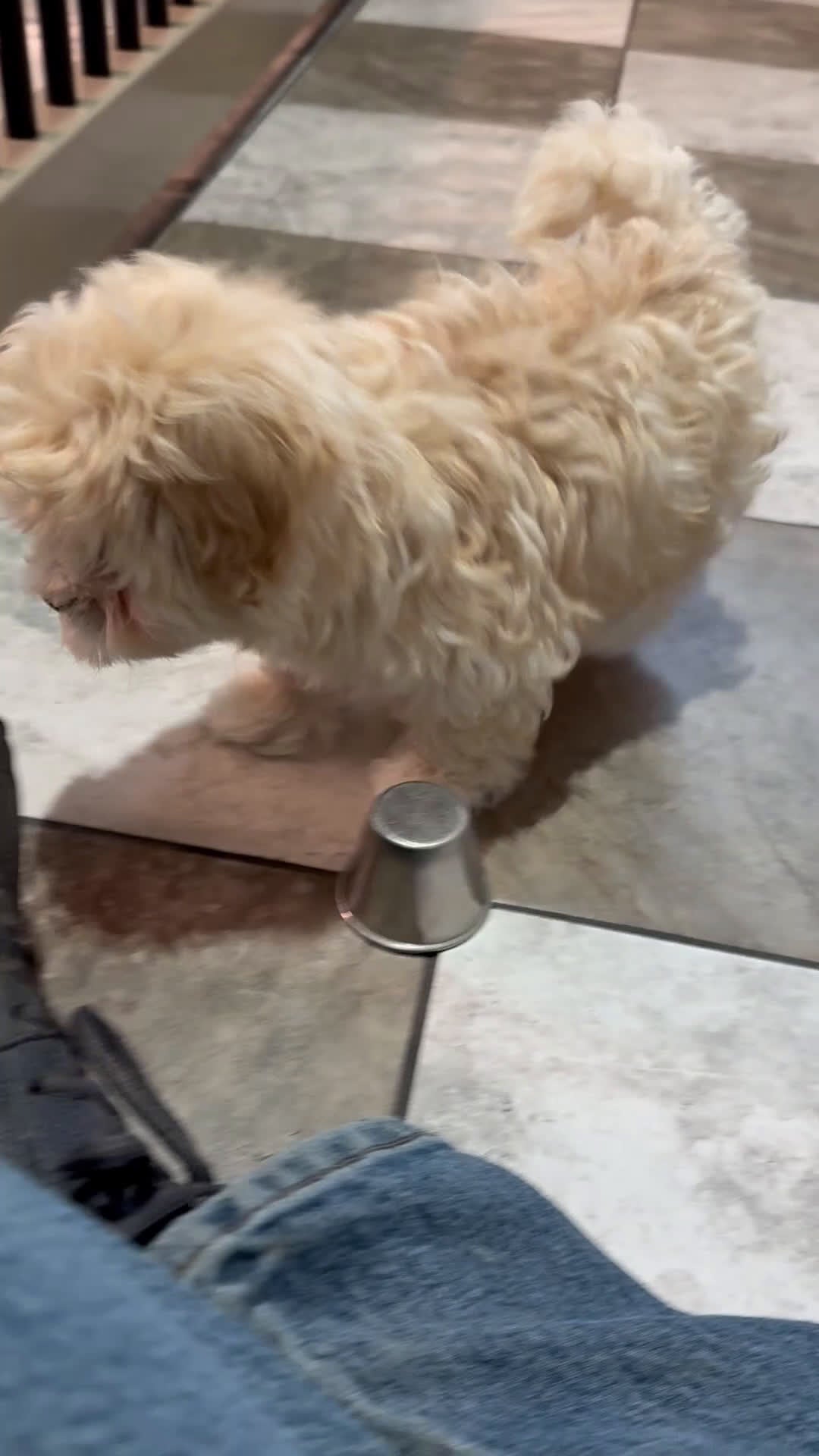 Maltipoo dogs for sale: Max - Video 1