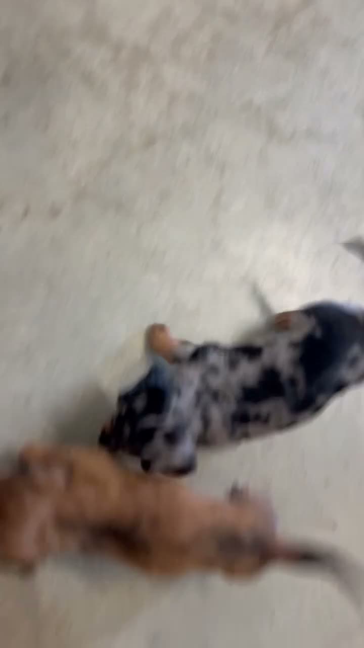 Miniature Dachshund dogs for sale: Monty - Video 1