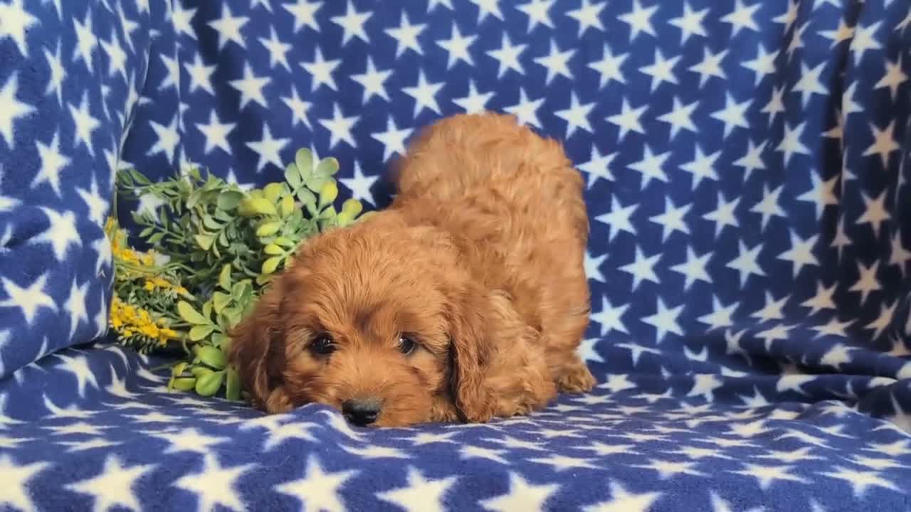 Cavapoo dogs for sale: Chrissa - Video 1