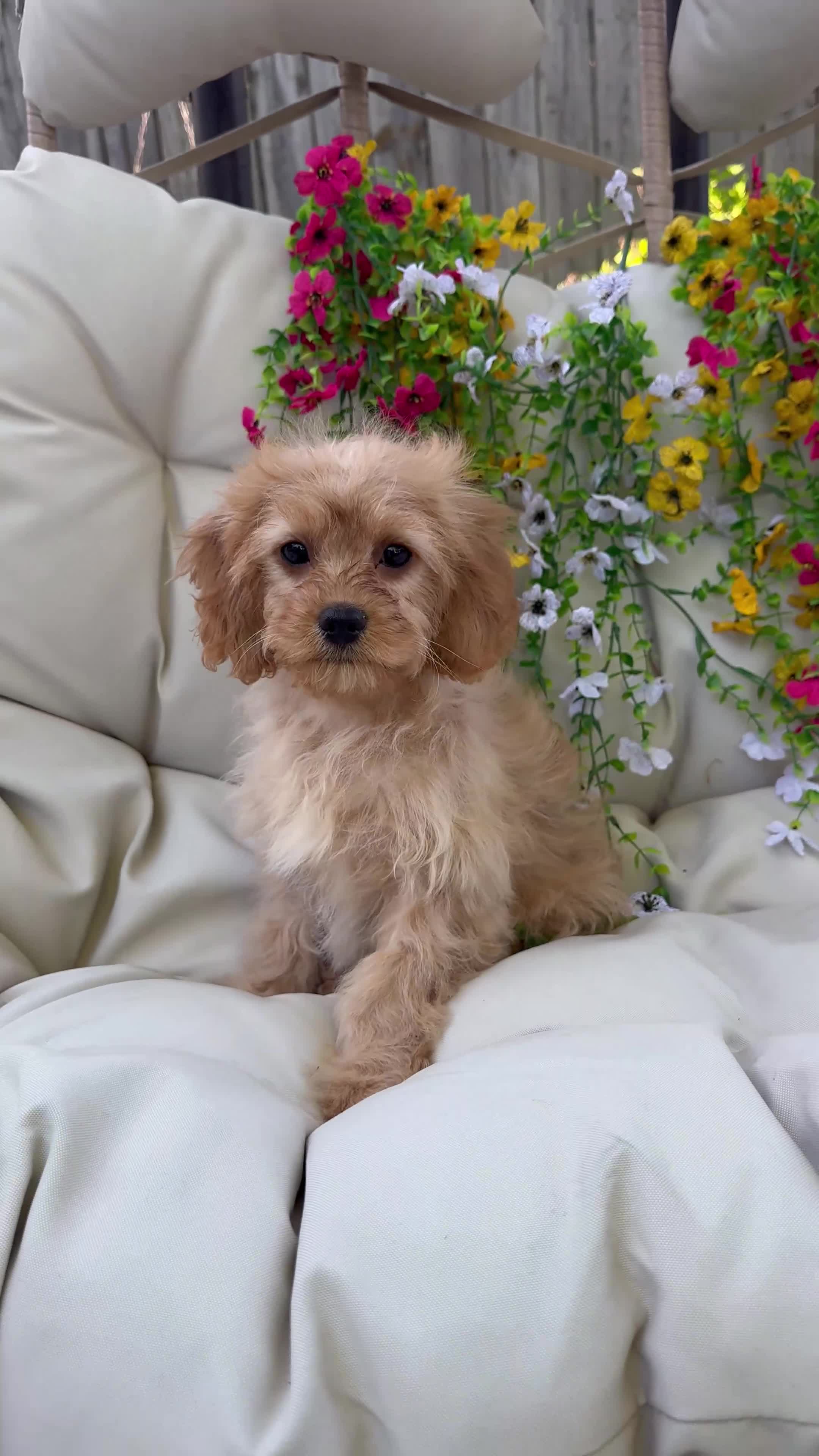 Cavapoo dogs for sale: Belle - Video 2