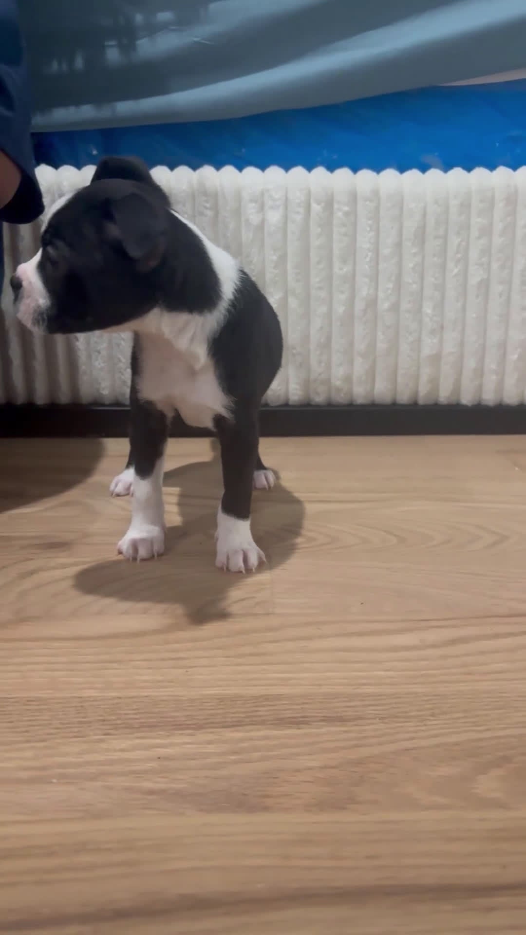 Mixed Breed dogs for sale: Mixed Breed Puppy 2 - Video 1