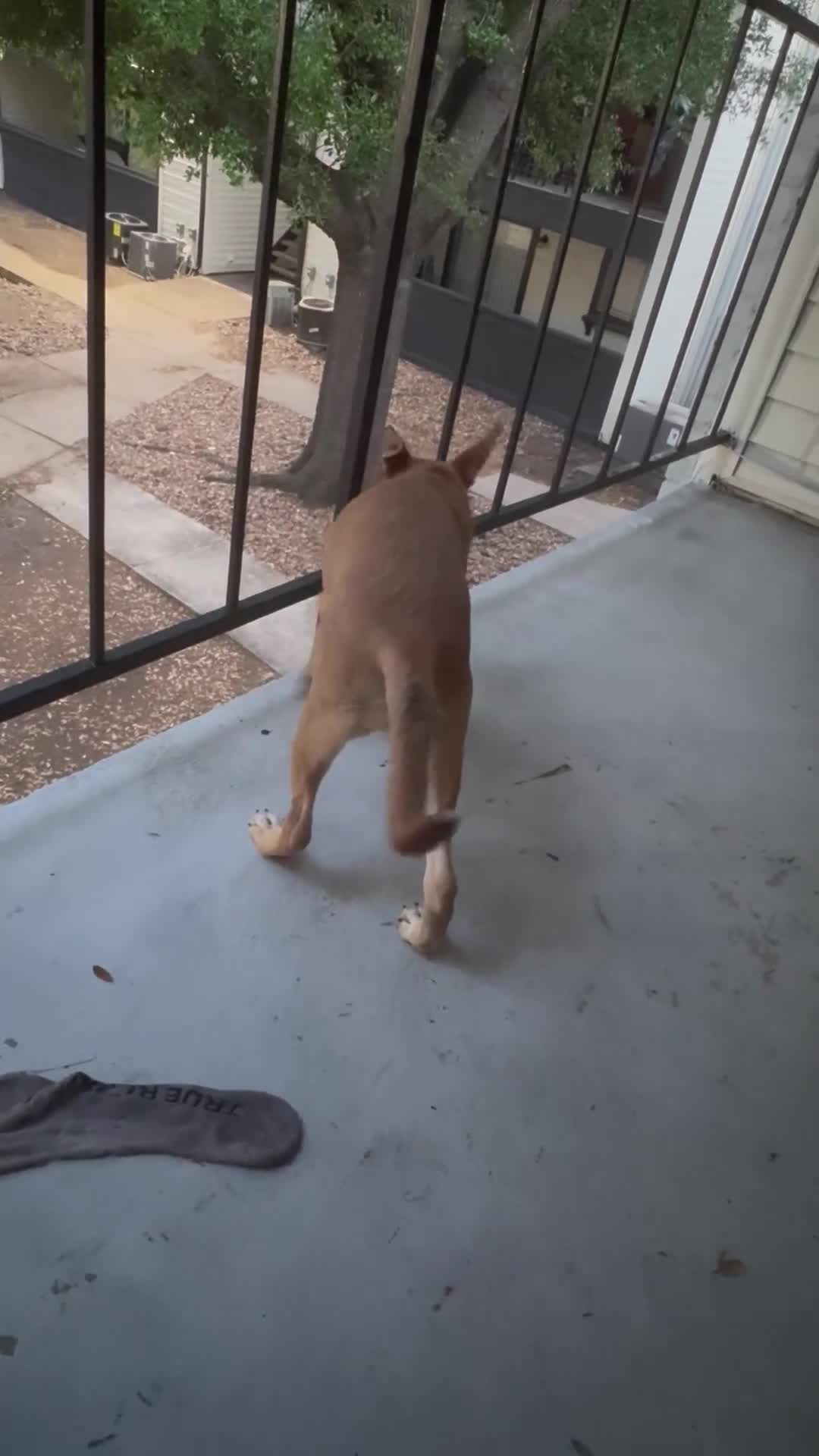 American Pit Bull Terrier dogs for sale: American Pit Bull Terrier Puppy 1 - Video 2