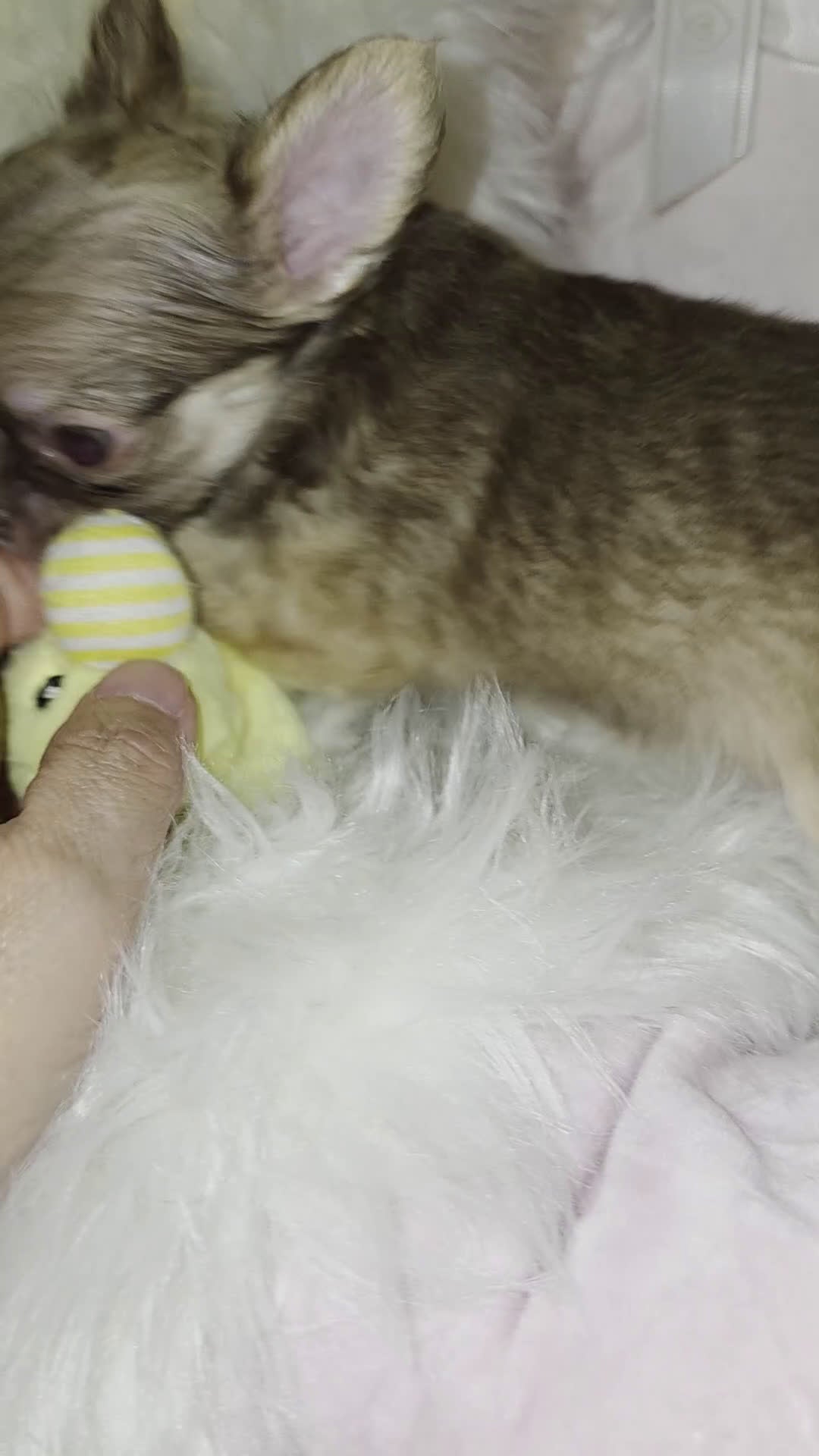 Chihuahua dogs for sale: Kasey - Video 1