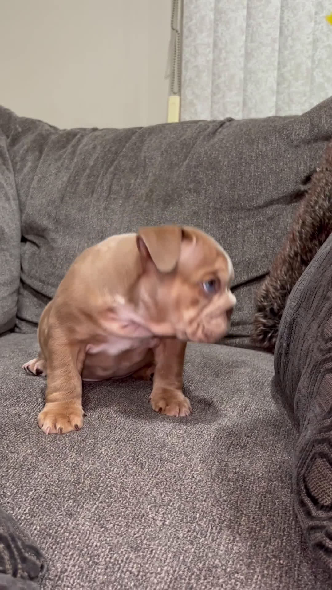 English Bulldog dogs for sale: Pretty baby  - Video 2