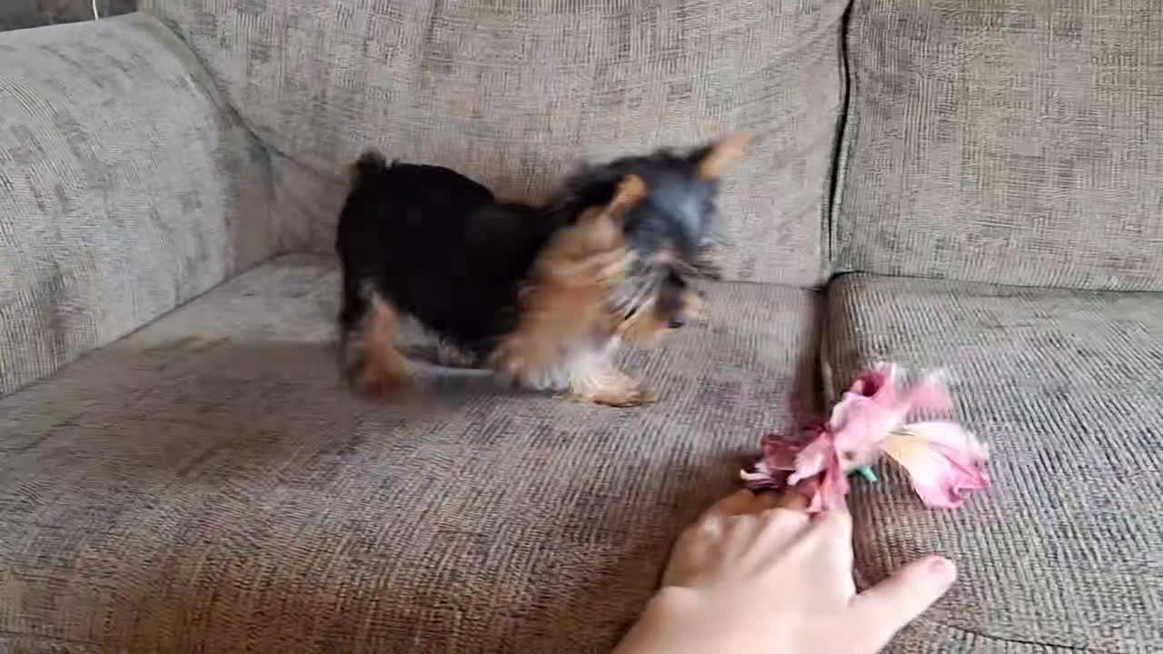 Yorkshire Terrier dogs for sale: Yorkshire Terrier Puppy 1 - Video 1