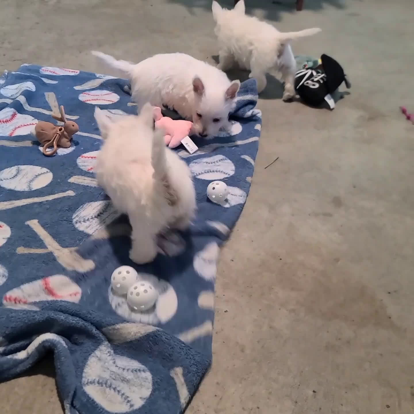 West Highland Terrier dogs for sale: Dan - Video 1