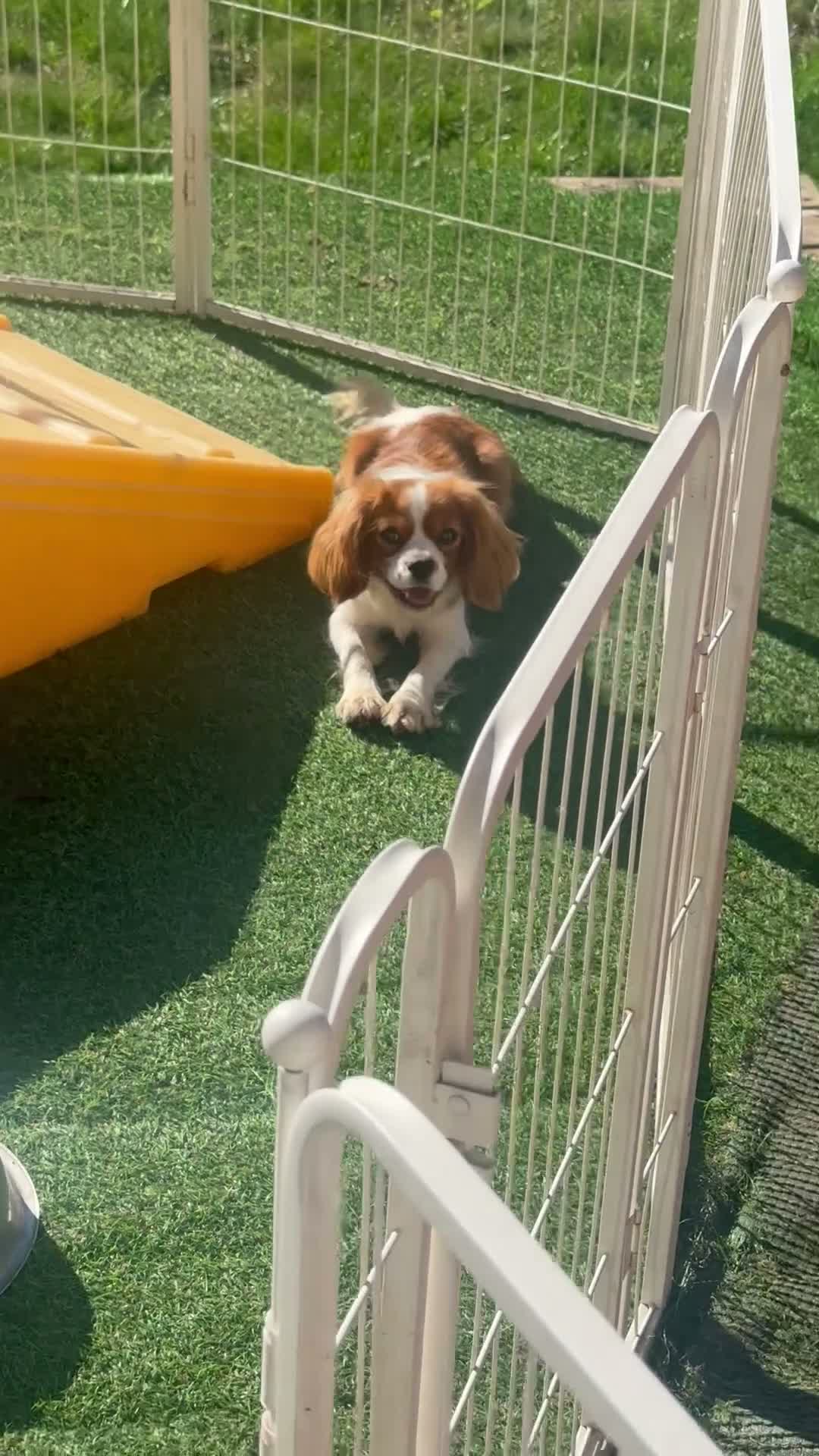 Cavalier King Charles Spaniel dogs for sale: Cavalier King Charles Spaniel 1 - Video 4