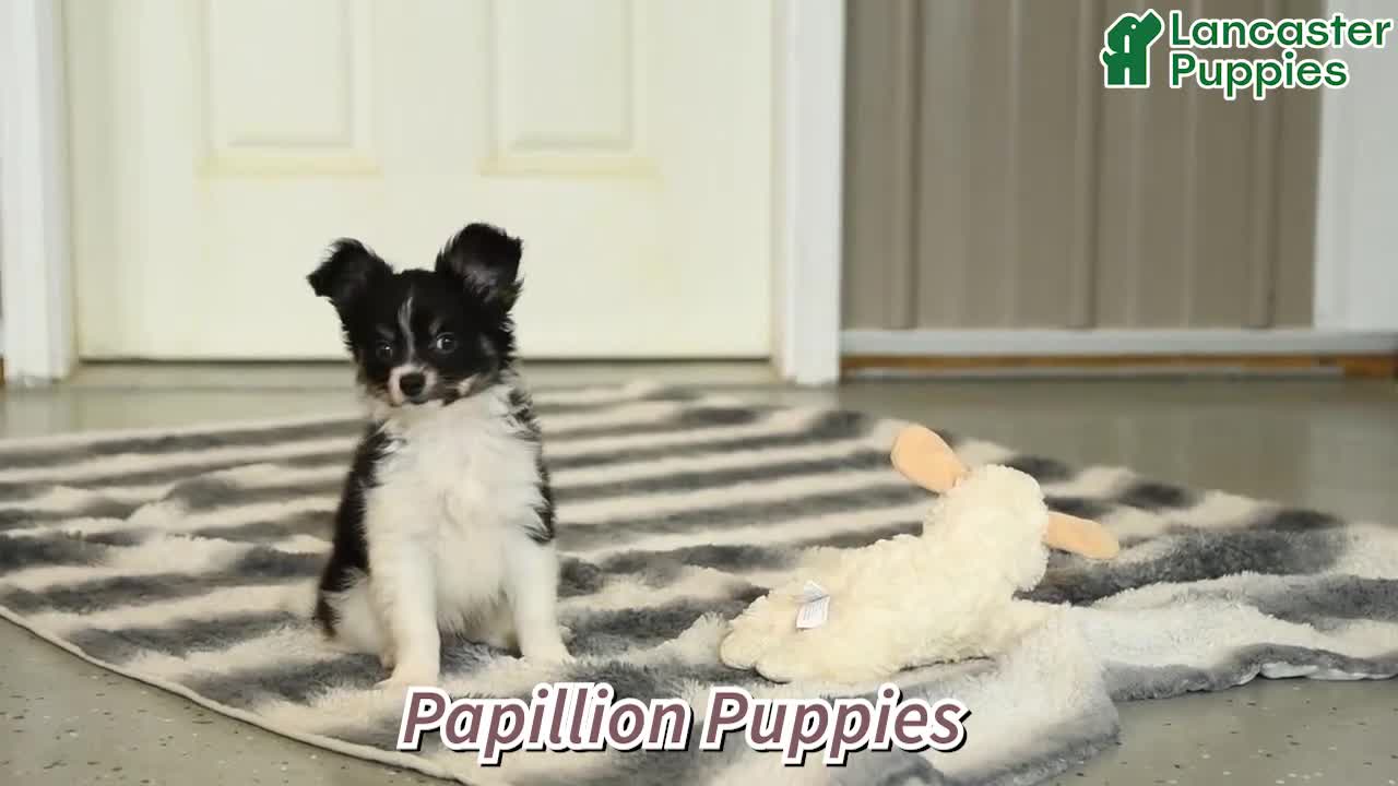 Papillon dogs for sale: Moss - Video 1