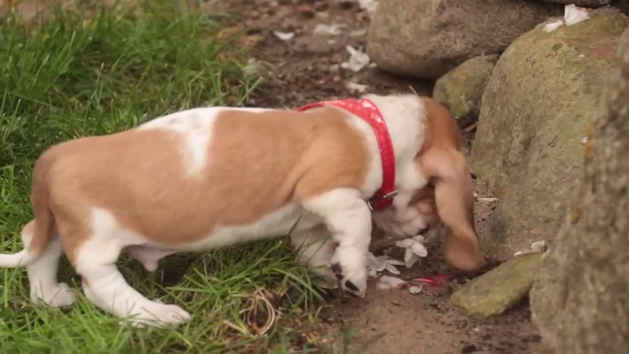 Basset Hound dogs for sale: Oscar Basset Hound  - Video 1