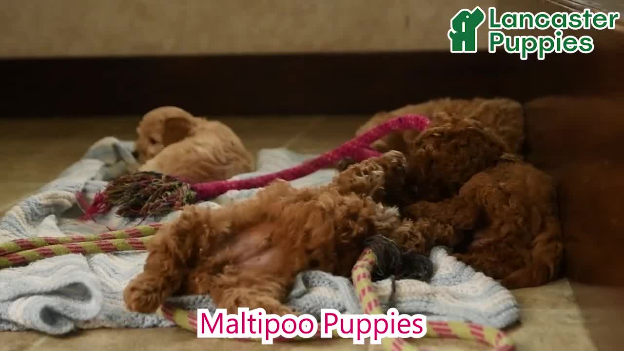 Maltipoo dogs for sale: Snoopy - Video 1